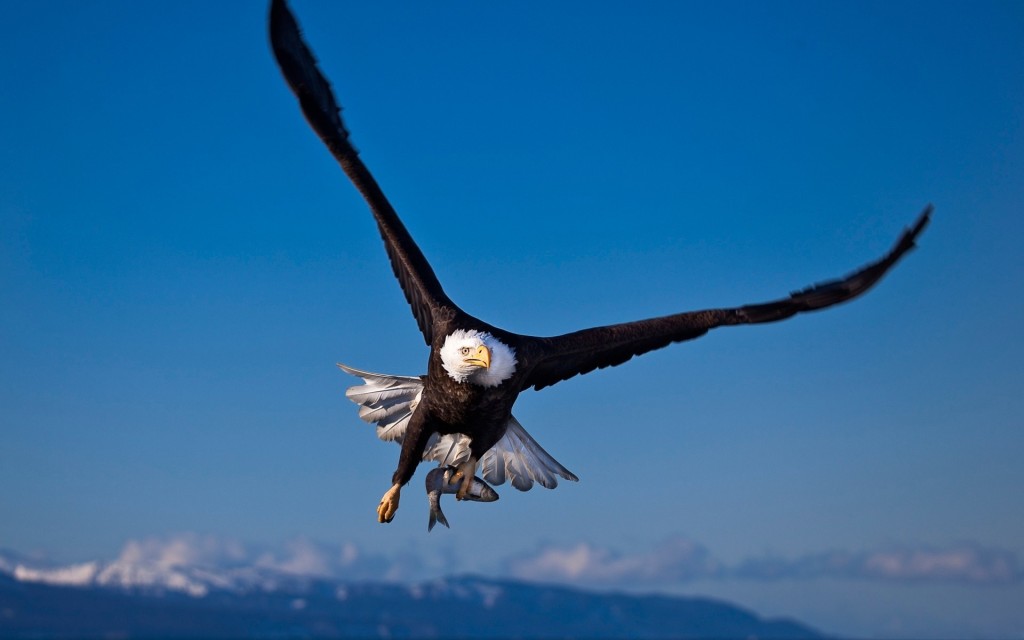 eagle-flying-hd-wallpapers.jpg