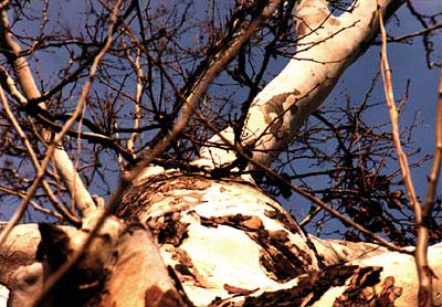 [Birch Tree Image]