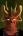 Damnans's Avatar