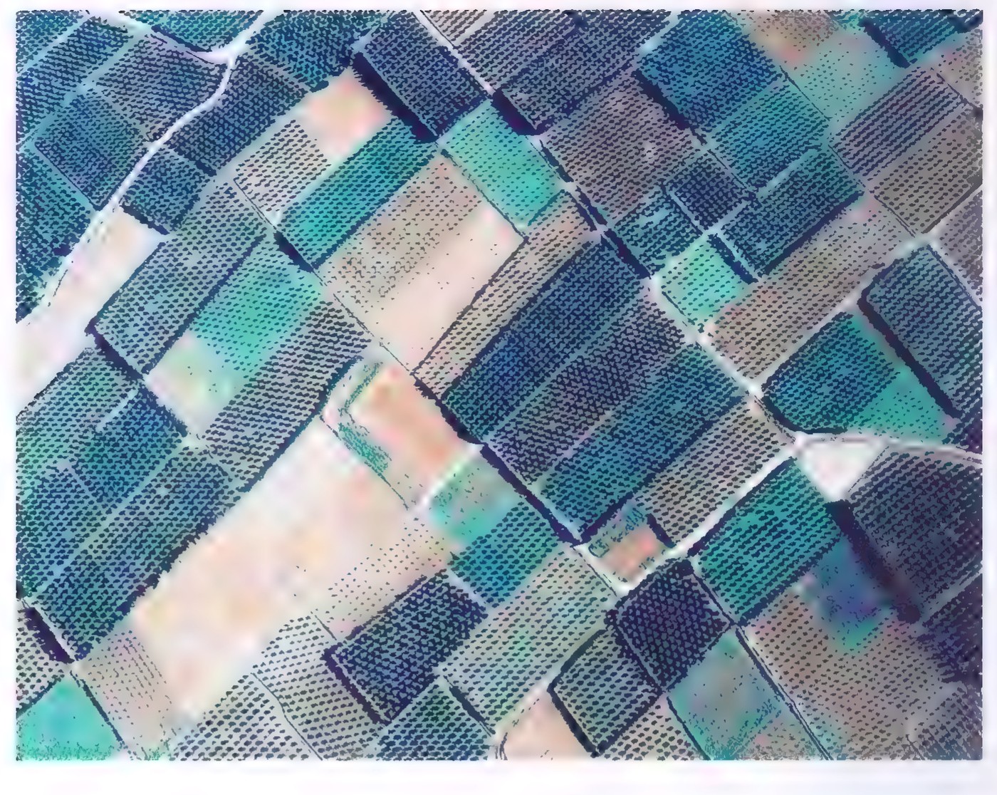 Aerial photograph of farmland: many small plots in the shapes of quadrilaterals, separated by paths and irrigation channels.