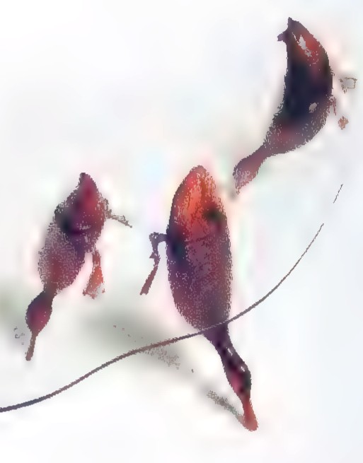 Three wooden ducks mounted on a curved metal rod, their tails pointing upward.