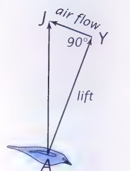 A bird in flight, with vectors labeled J, Y, and A; the lift vector makes a 90° angle with the air flow at J.