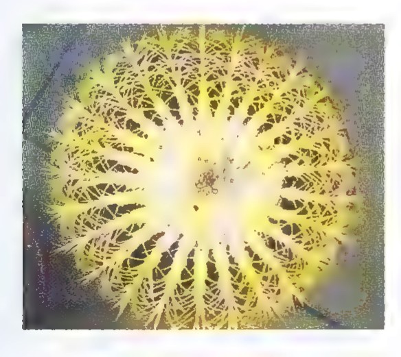 A photograph of the top of a cactus, its spines radiating outward from the center.