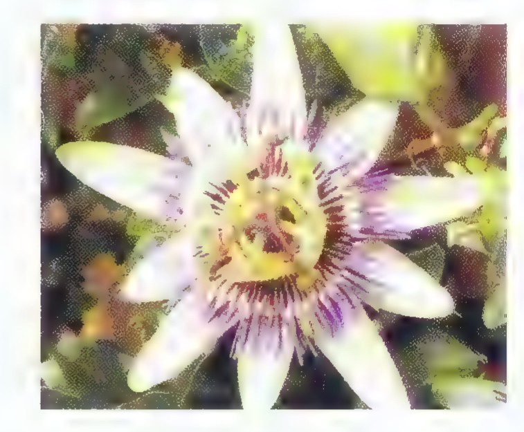 A photograph of a passion flower, its purple and white petals surrounding a ring of green stamens and three red stigmas.