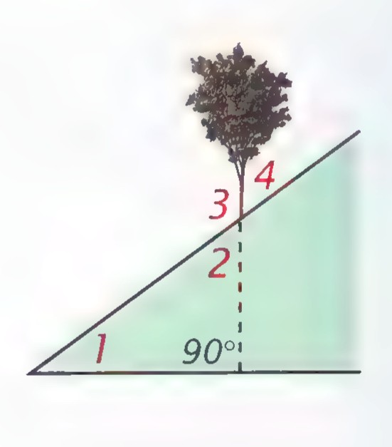 A tree growing on a steep slope, with a vertical line through its trunk crossing the slope; angles 1, 2, 3, and 4 are marked, and the angle at the slope is 90°.