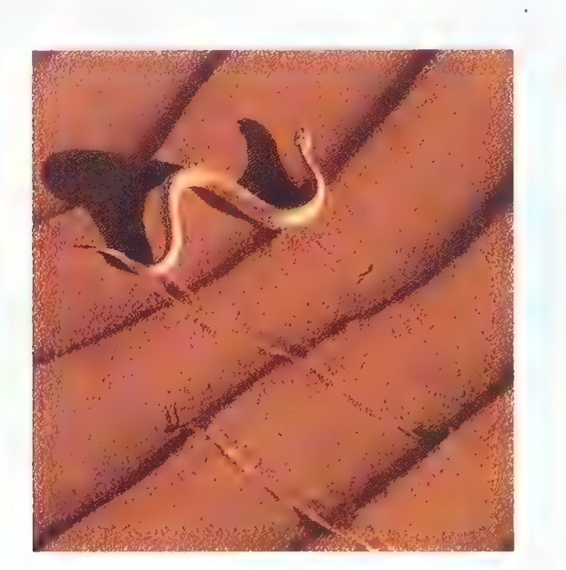 A sidewinding snake on sand, leaving a track of parallel diagonal lines.