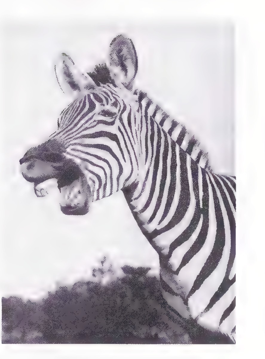 Photograph of a zebra’s head and neck, its stripes running in parallel curves.