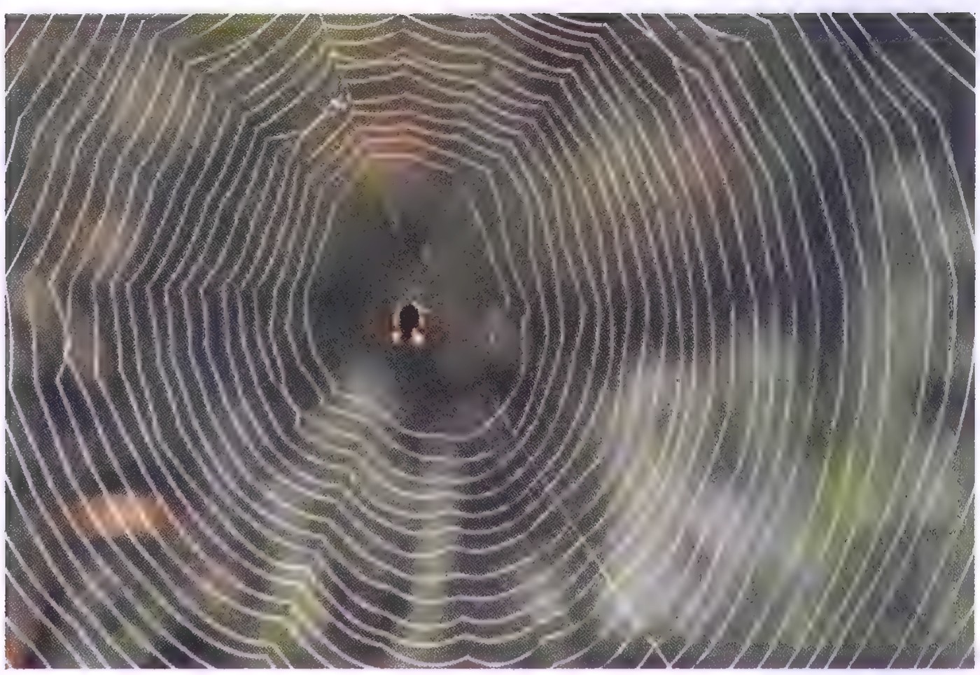 Photograph of an orb spider’s web, with radial spokes and closely spaced spiral chords.