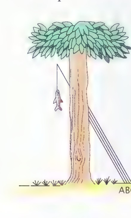 Drawing of a tree with a fish hanging from one branch by a line, a second line running down the trunk, and four fishing poles leaning against the base labeled A, B, C, and D.