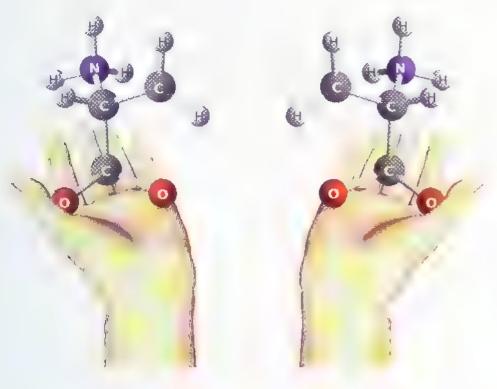 Two hands, palm up, each holding a ball-and-stick model of an amino acid molecule; the models are mirror images of each other.