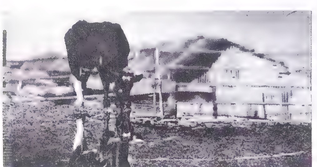 Black-and-white photograph of a cow standing in a barnyard, its body apparently cut in two by the edge of a mirror.