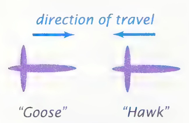 Two silhouettes of the same bird shape, labelled “Goose” and “Hawk,” with arrows showing that they travel in opposite directions.