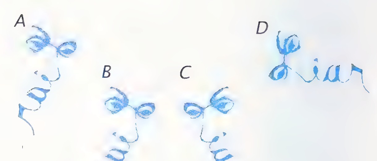Four blue line drawings of a face labelled A, B, C, and D, each turned or tilted differently.