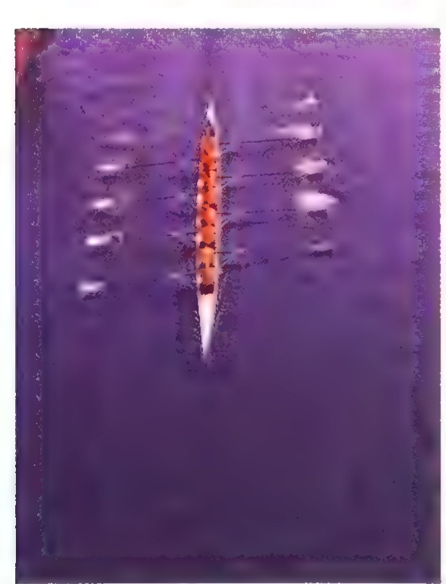 Photograph from above of a rowing shell moving through purple water, leaving a long V-shaped wake.
