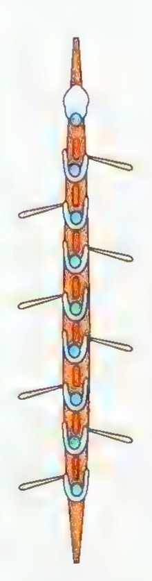 Diagram of a rowing shell from above with four rowers and eight oars extending alternately to either side.