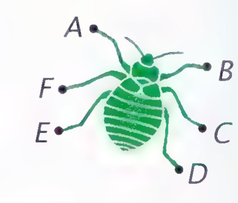 A beetle drawn from above with six legs labeled A through F around its body.