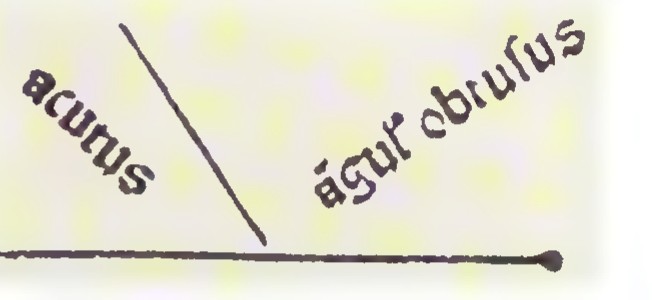 A horizontal line with two rays meeting at a point on it; the left angle is labeled “acutus” and the right, larger angle “angulus obtusus.”