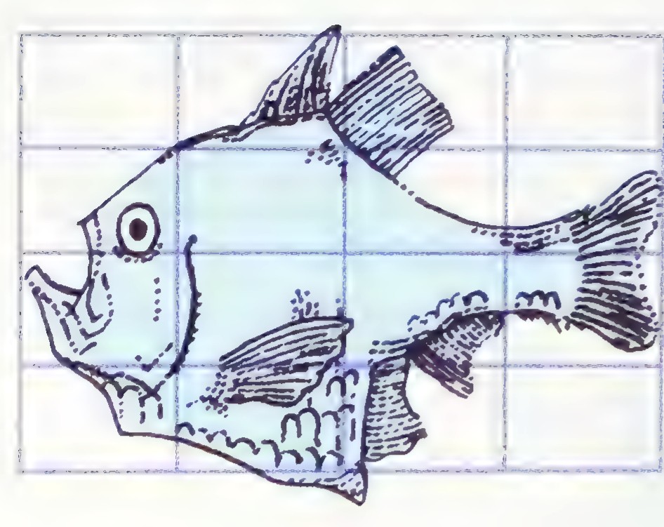 Drawing of a fish, Argyropelecus olfersi, superimposed on a rectangular grid.