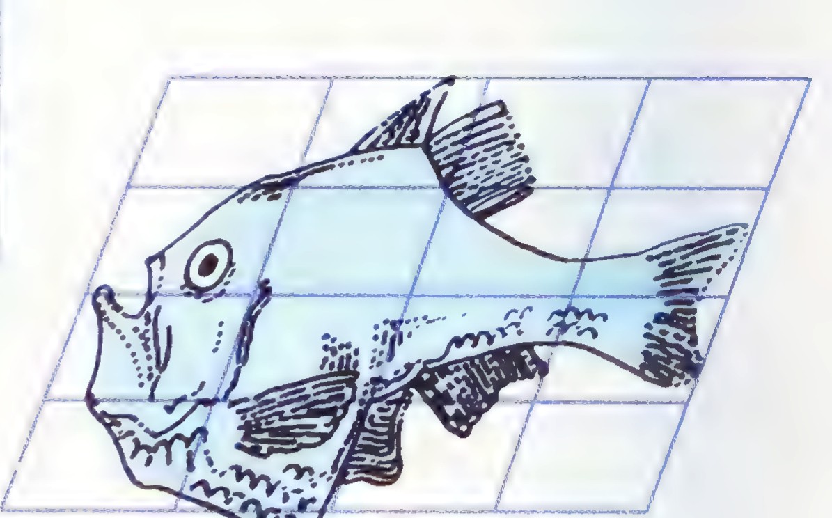 The same fish drawing superimposed on a grid of parallelograms, its shape altered to that of Sternoptyx diaphana.