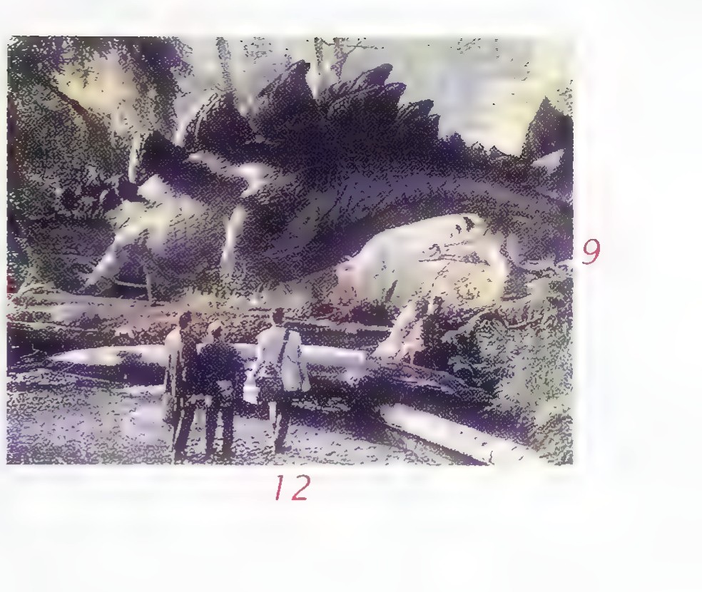 The same film frame marked with the dimensions 12 and 9.