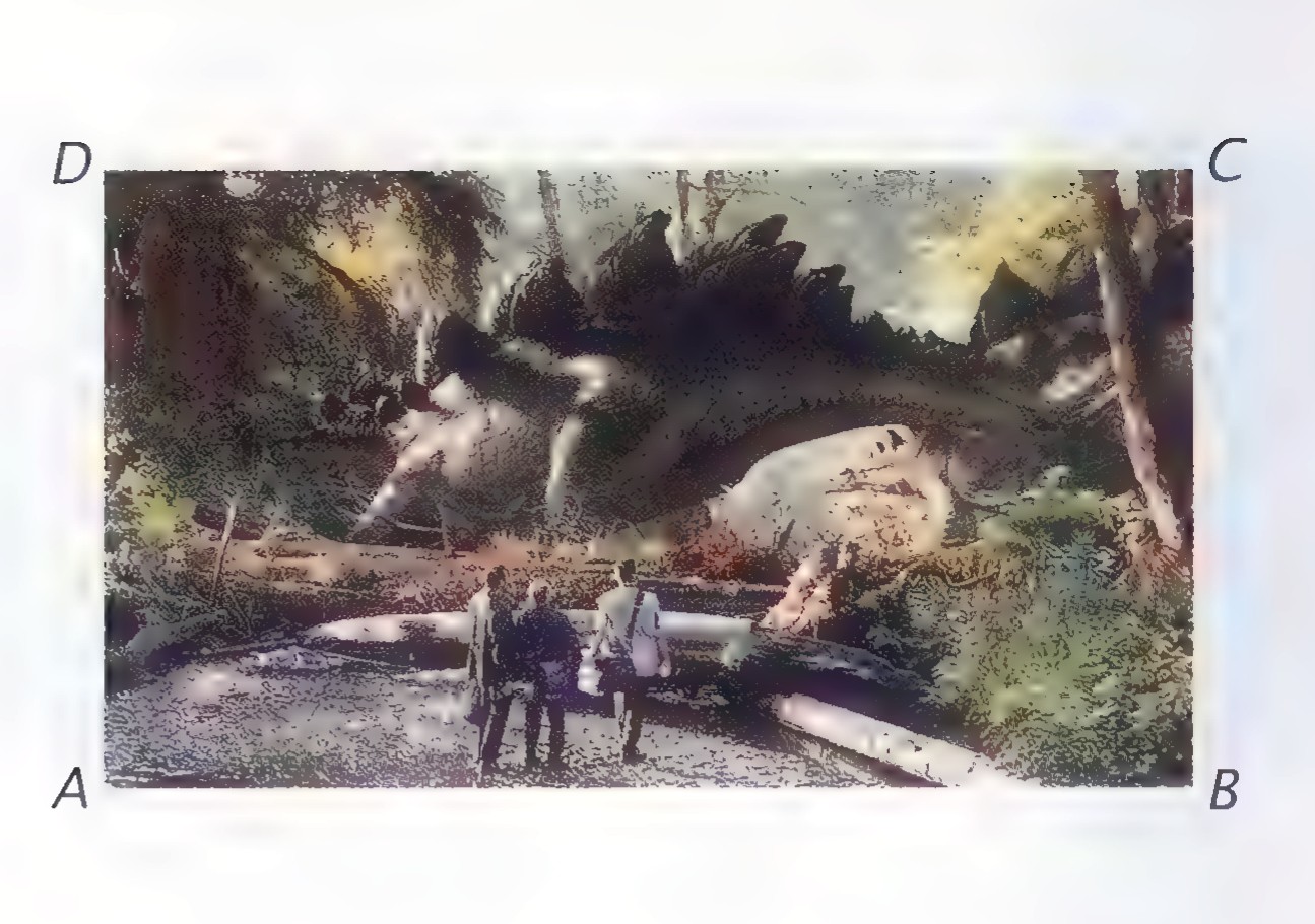 A photograph of the dinosaur film frame with its corners labeled A, B, C, and D.