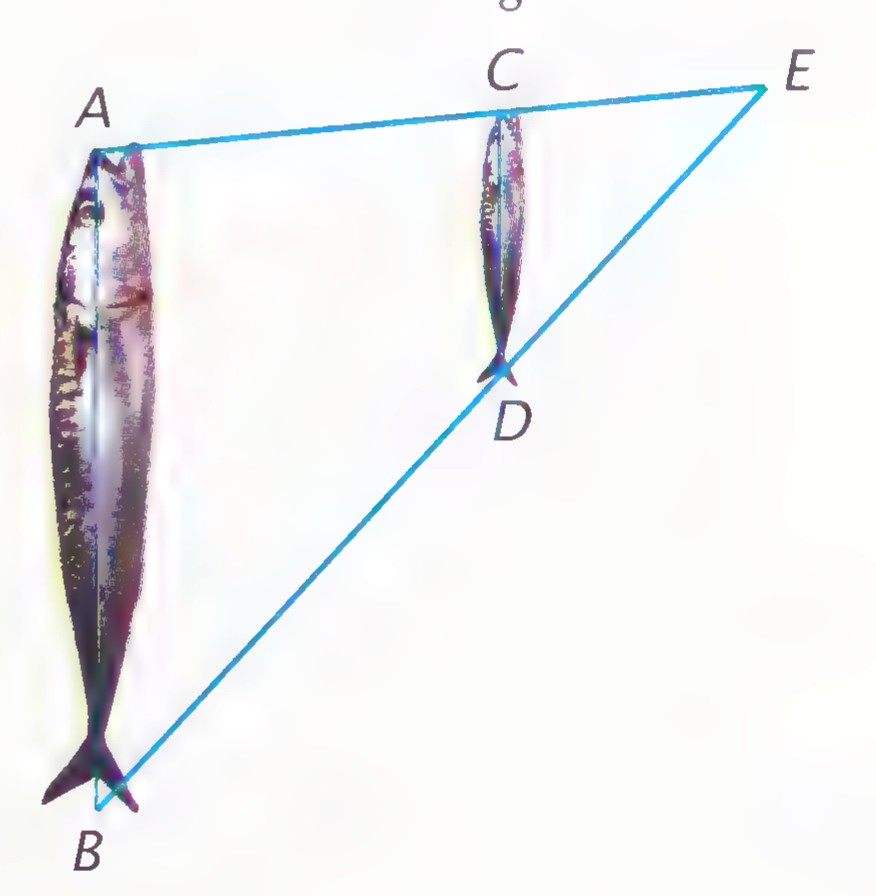 Two images of a fish, one large and one small, with lines joining corresponding points A, B and C, D that meet at E.