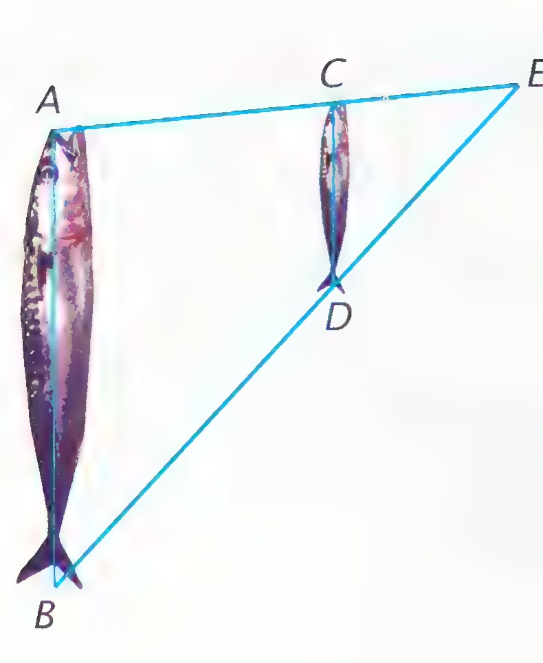 The two fish images again, with lines joining corresponding points A, B and C, D that meet at E.