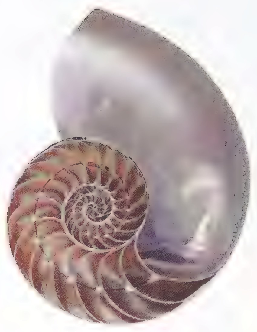 Photograph of a chambered nautilus shell cut in half, showing the spiral of successively larger chambers inside.