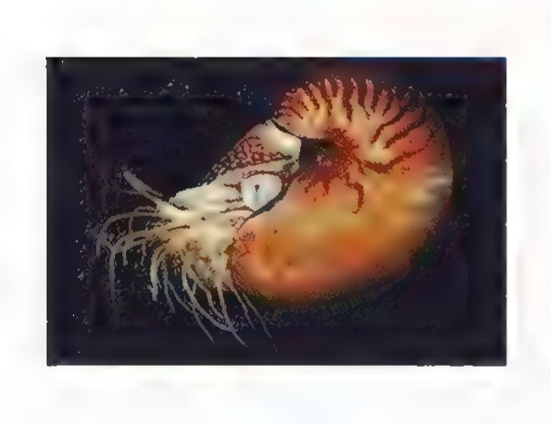 Photograph of a living chambered nautilus, its striped shell and tentacles visible against a dark background.