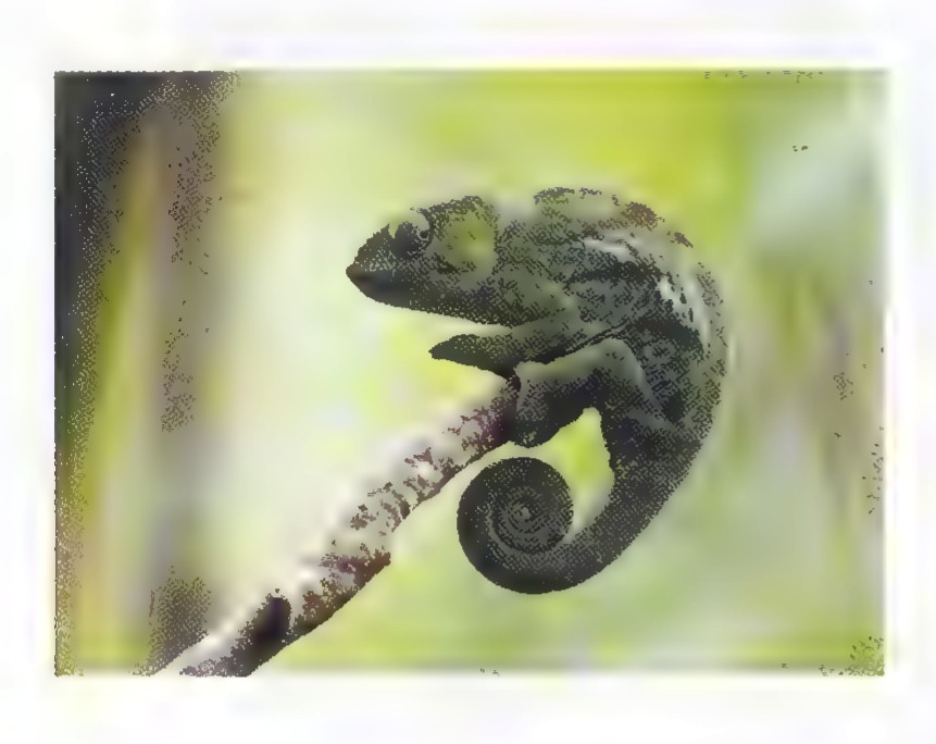 Photograph of a West African chameleon gripping a branch, its tail coiled in a tight spiral.