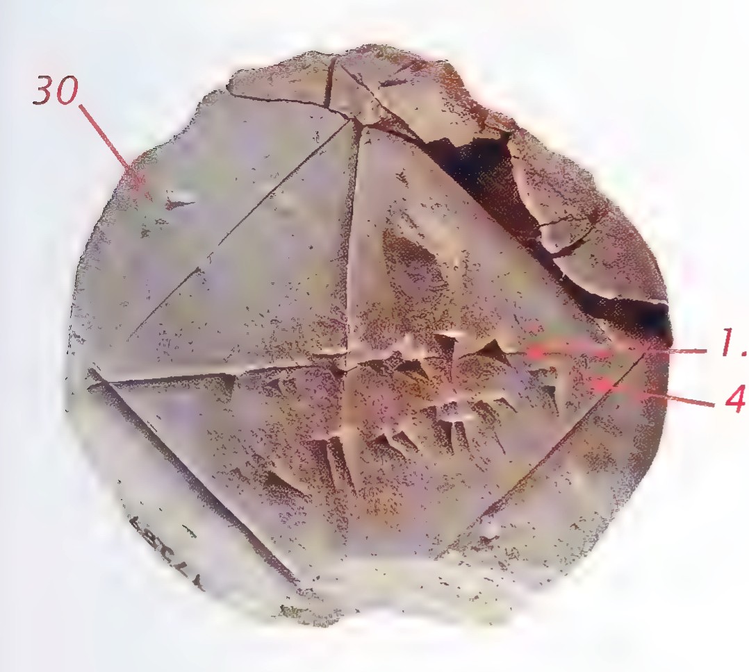 Photograph of a Babylonian clay tablet showing a square with its diagonals, annotated in red with the numbers 30, 1.41421, and 42.4263.