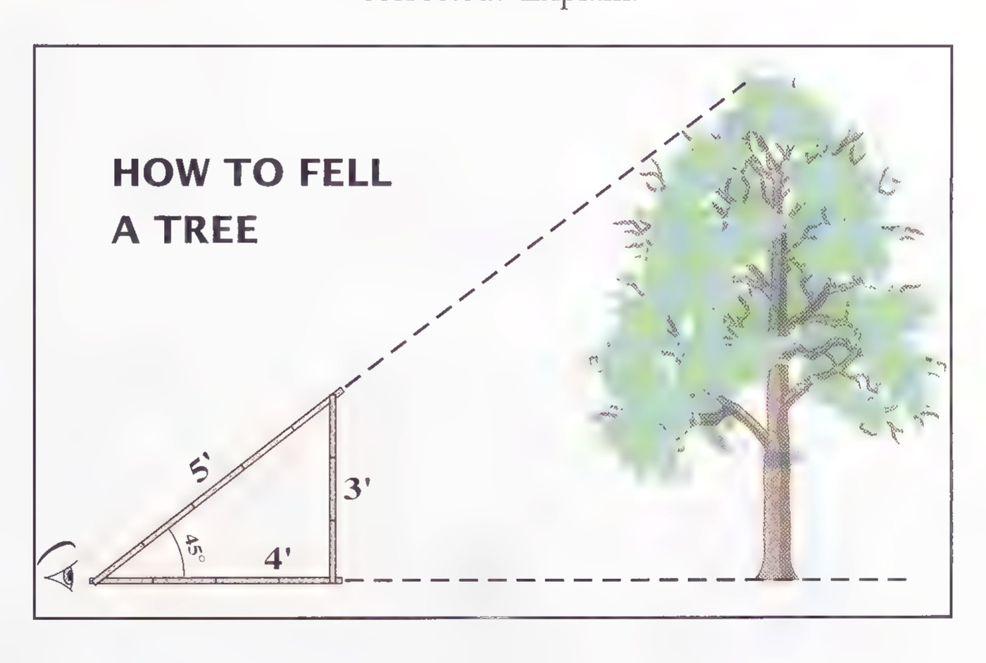 Newspaper illustration headed “HOW TO FELL A TREE,” showing a man sighting along a 3-4-5 triangle at a tree, with a dashed line from the top of the tree to the ground.