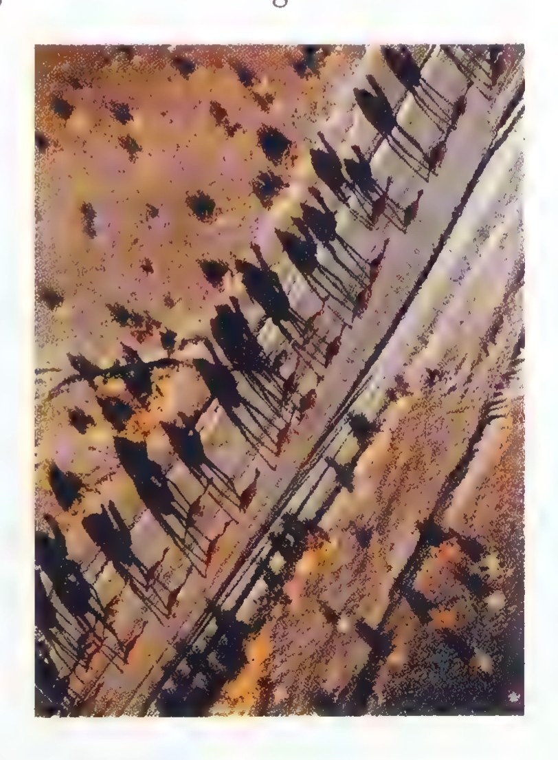 Aerial photograph looking straight down at a caravan of camels crossing sand, each camel casting a long shadow to the same side.