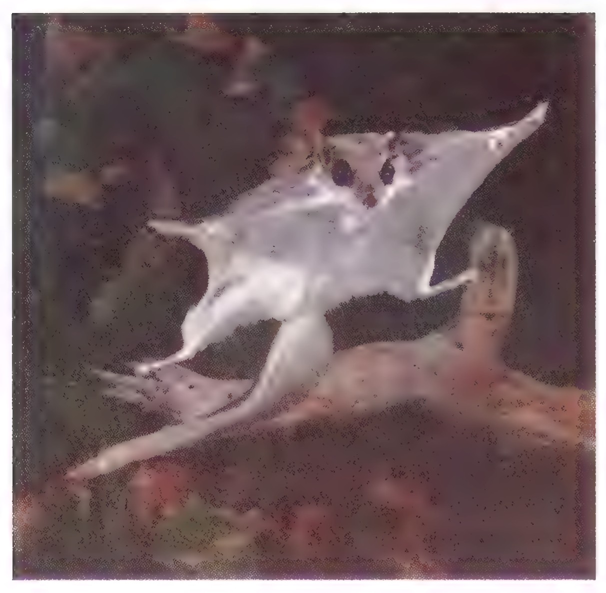 Photograph of a flying squirrel in mid-glide, its skin flaps spread wide between its outstretched legs.