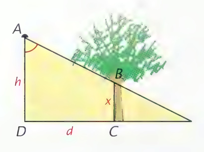 A right triangle with the height of a tree at B, the tree trunk at C, the observer’s eye at A, the distance h along the left side, the distance d along the base, and the height x of the tree’s lowest branches marked.