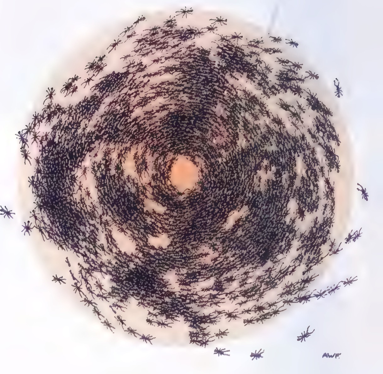 Photograph, seen from above, of a dense mass of army ants milling in a circle around a small open patch at the center, with a few ants scattered outside the ring.
