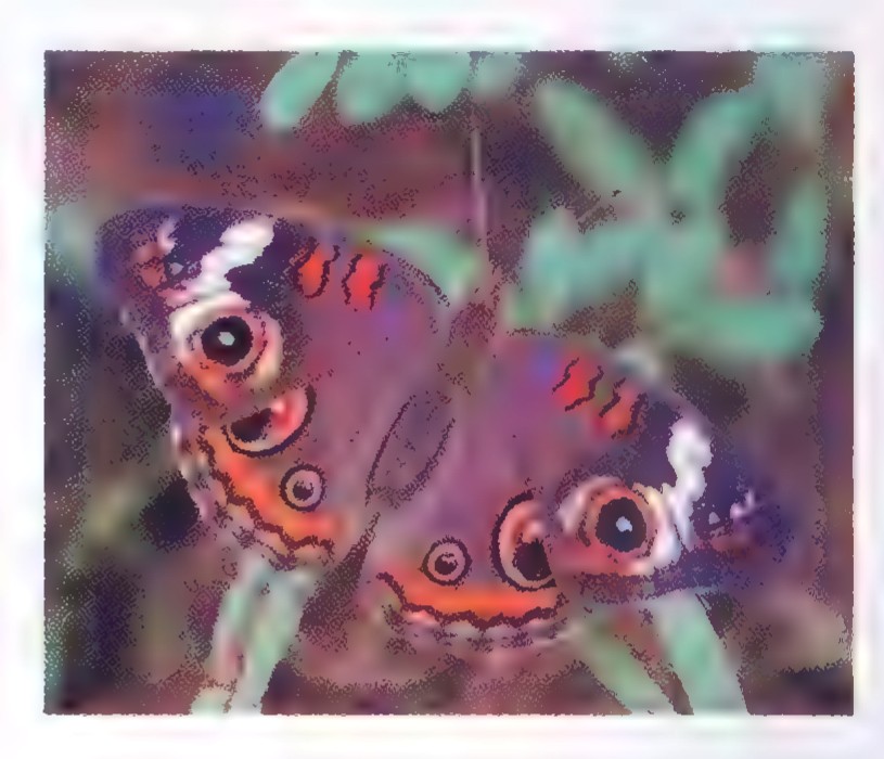 Close-up of a butterfly wing showing several round eyespots, each made of concentric rings of color around a dark center.