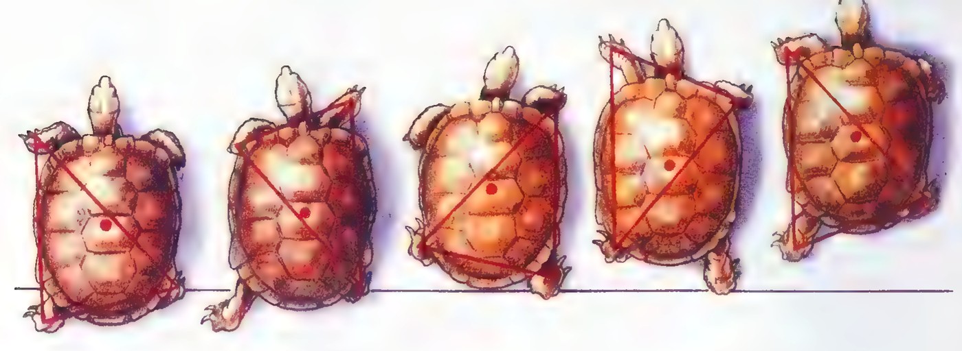 Five drawings of a tortoise walking, each with the triangle formed by its three feet on the ground and a dot marking the center of gravity of that triangle.