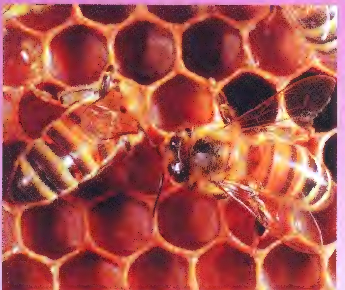 Close-up photograph of a honeycomb: a sheet of wax cells, each a regular hexagon, with a bee walking across it.