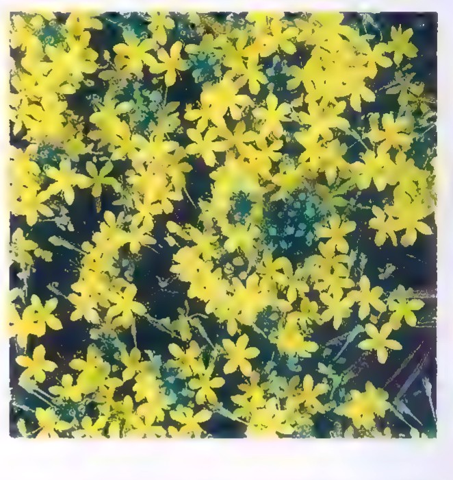 A dense cluster of yellow golden-heather flowers, each with five petals, against dark foliage.