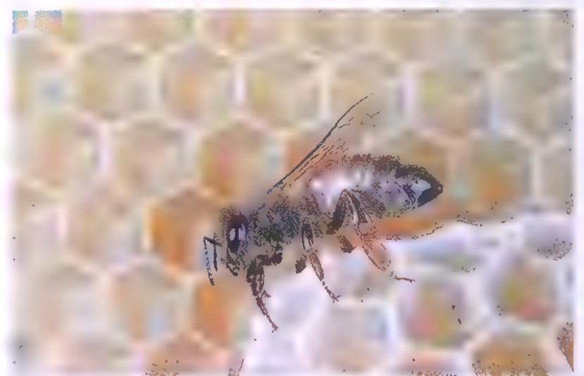A bee standing on the surface of a honeycomb, with hexagonal cells visible around it.
