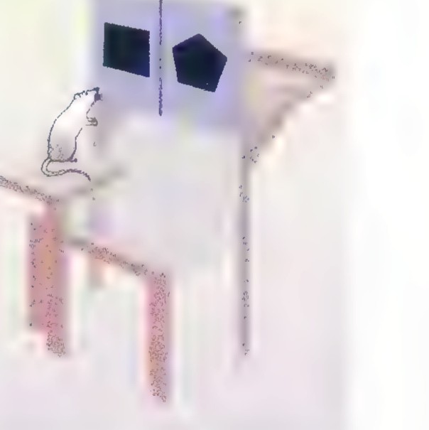 A rat in a glass experiment chamber choosing between two doors marked with a square and a pentagon, with a food reward beyond.