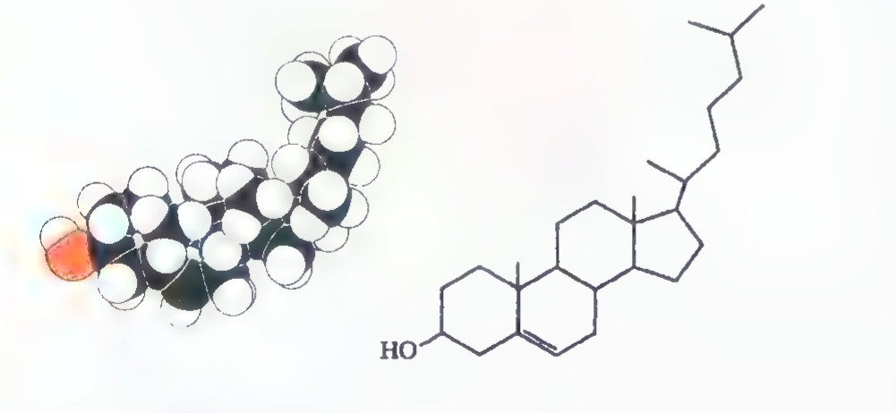 Two views of a cholesterol molecule: a ball-and-stick model with black carbon, white hydrogen, and one red oxygen atom, and a line formula showing the same structure as rings and chains.