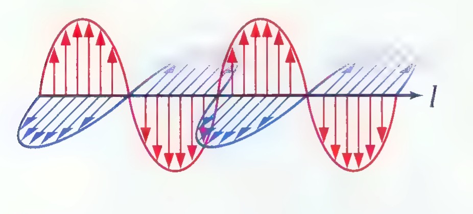 A wave of polarized light drawn as a red sine curve and a blue sine curve in two perpendicular planes, with line l along the direction of travel.