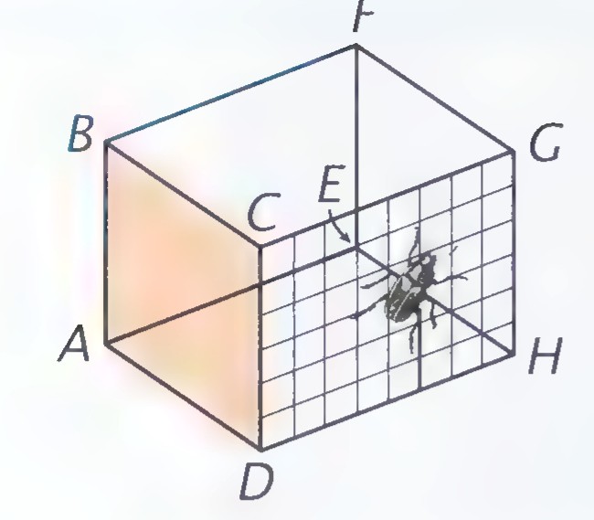 A transparent rectangular solid labeled A through H with a grid on one face, and a beetle drawn inside it.