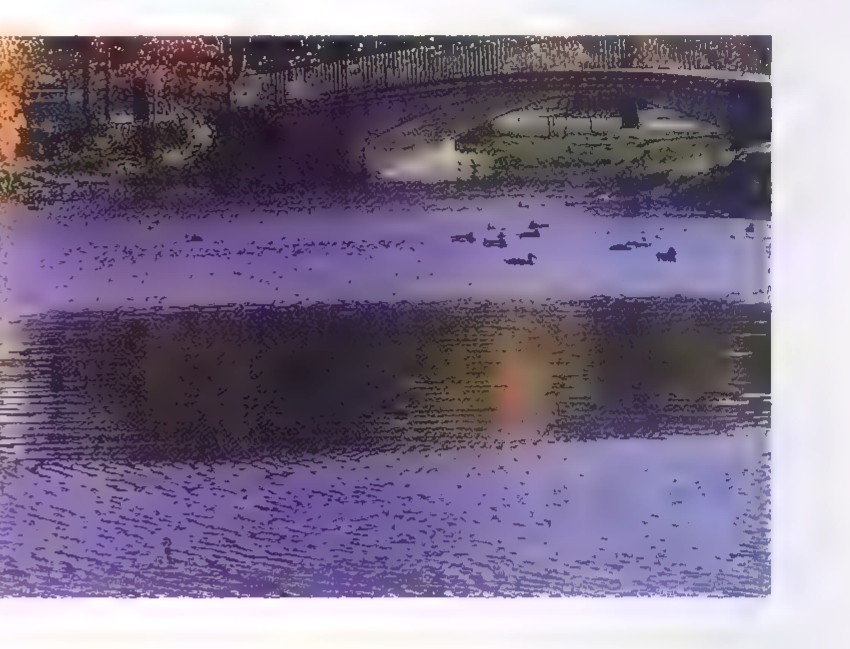 Photograph of a pond covered with a thin film of oil reflecting the dark shapes of trees.
