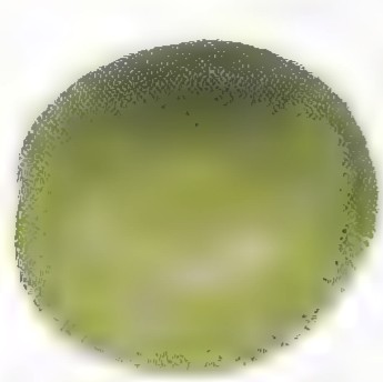 A green olive shown from the side.