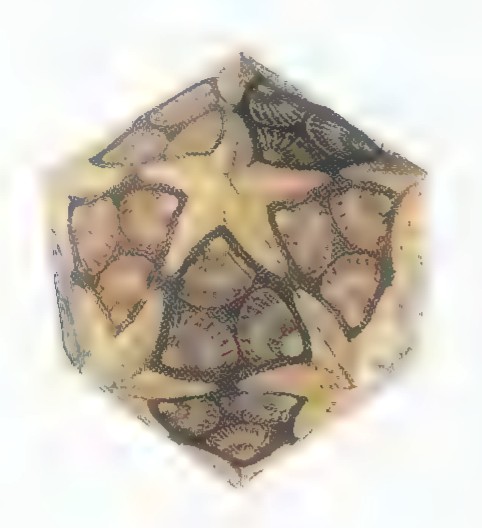 A tin box shaped as a dodecahedron, decorated with Escher’s pattern of interlocking reptiles.