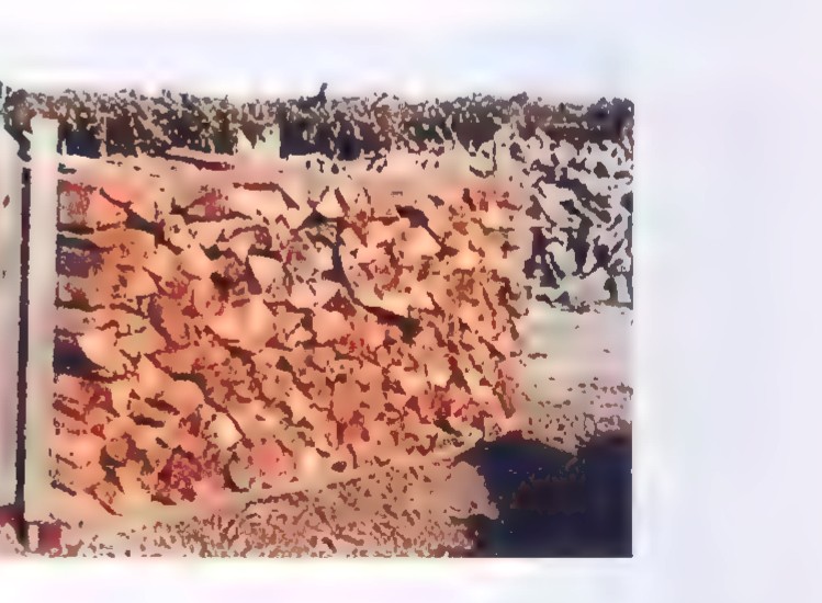 Photograph of split firewood stacked between metal posts against a weathered wall.