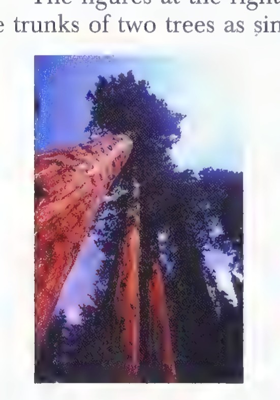 Photograph looking up the trunk of a very tall tree.